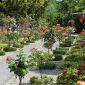 Rosarium Wilhelmshaven Ein diagonal durchs Bild verlaufender Schotterweg ist beidseitig umgeben von geometrisch angeordneten, sehr gepflegten Beeten. Das gesamte Bild ist geprägt durch zahlreiche verschiedenfarbige Rosen.